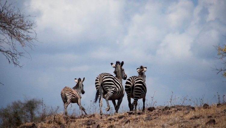 Sand Rivers Selous - Zebras